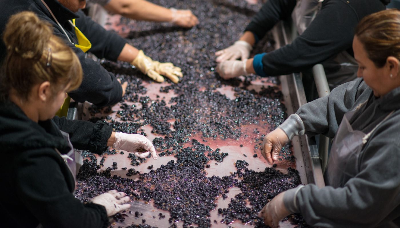 Napa grape sorting