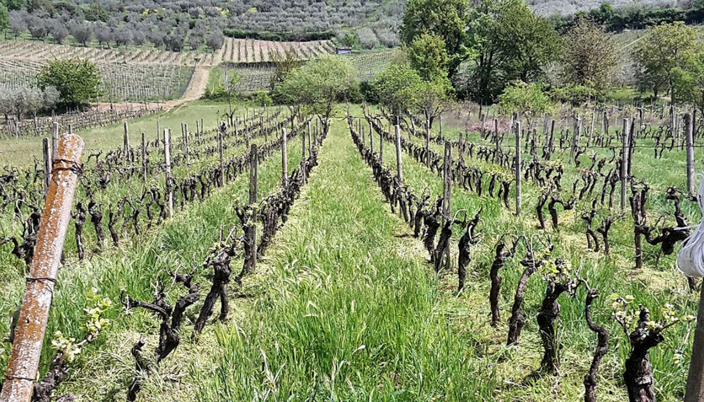 Maria Ernesta Berucci's old vines in Lazio