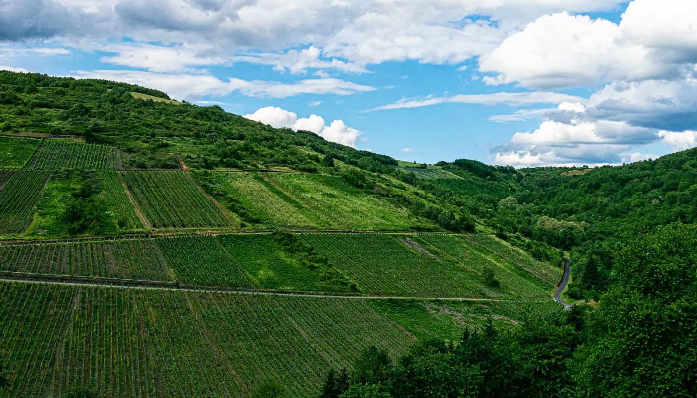 Waldracher Meisenberg vineyard