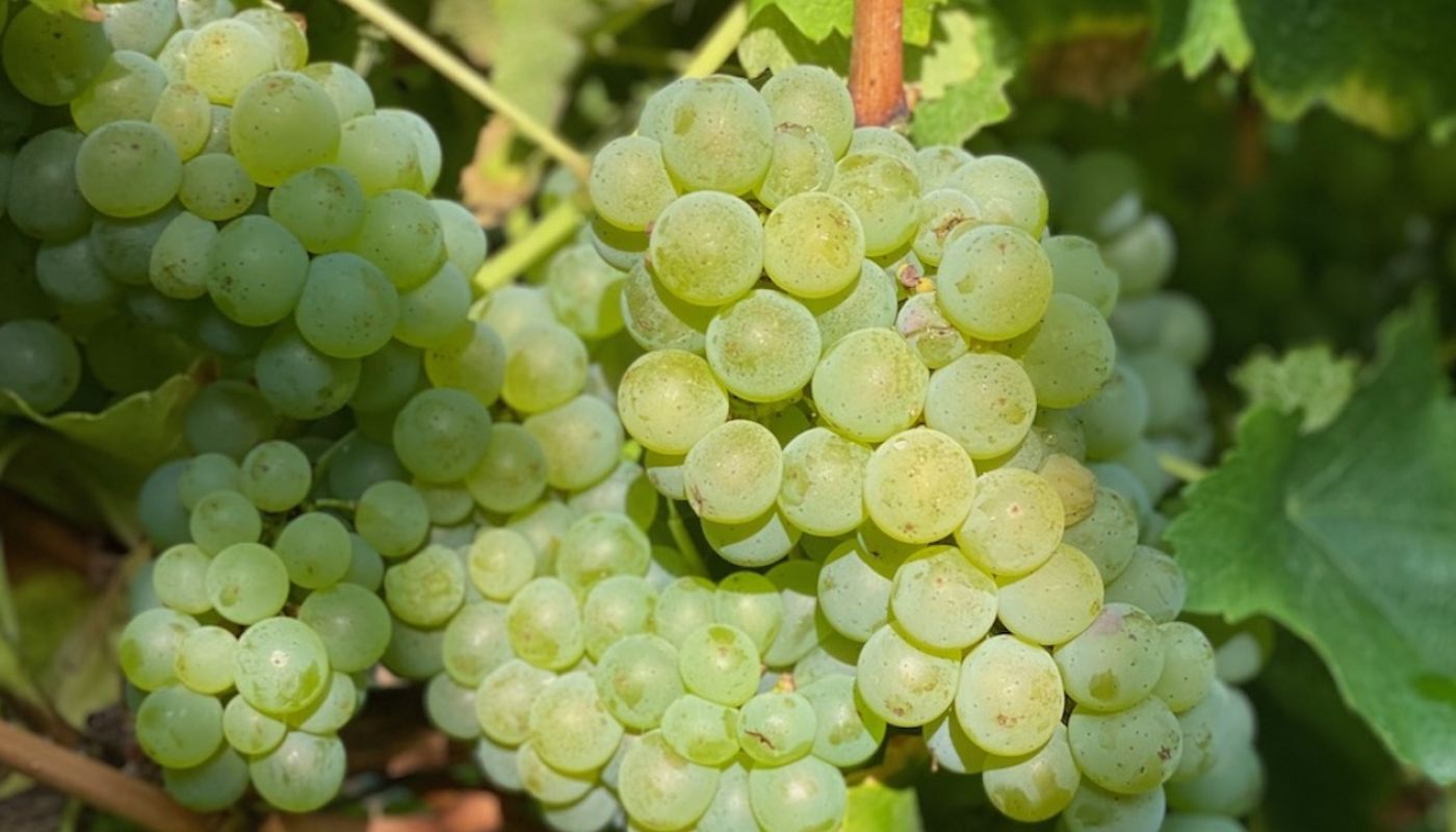 White wine grapes in Bordeaux 2021