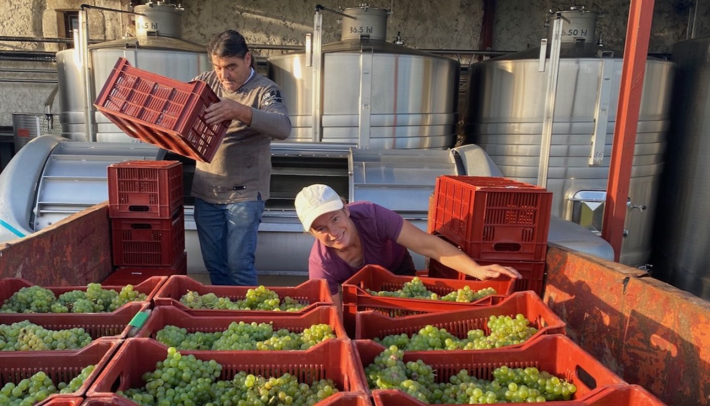 2021 white wine harvest at Ch Bauduc
