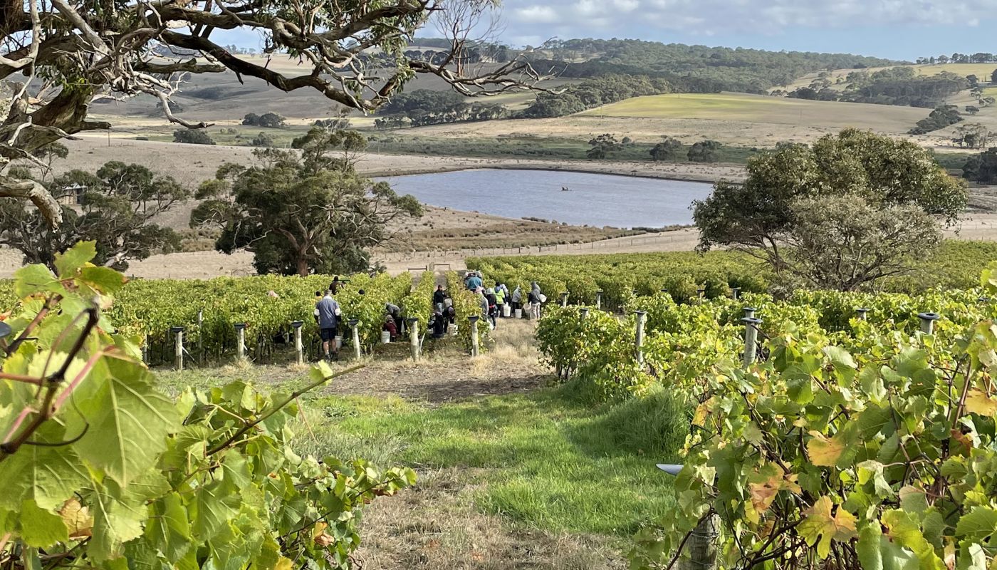 Foggy Hill vineyard being harvested first week April 2022