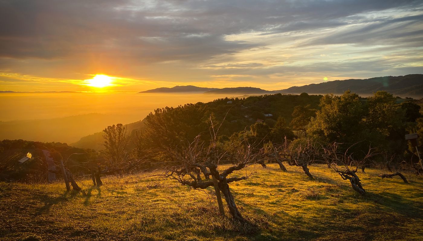 Knoll view, Ridge Vineyards