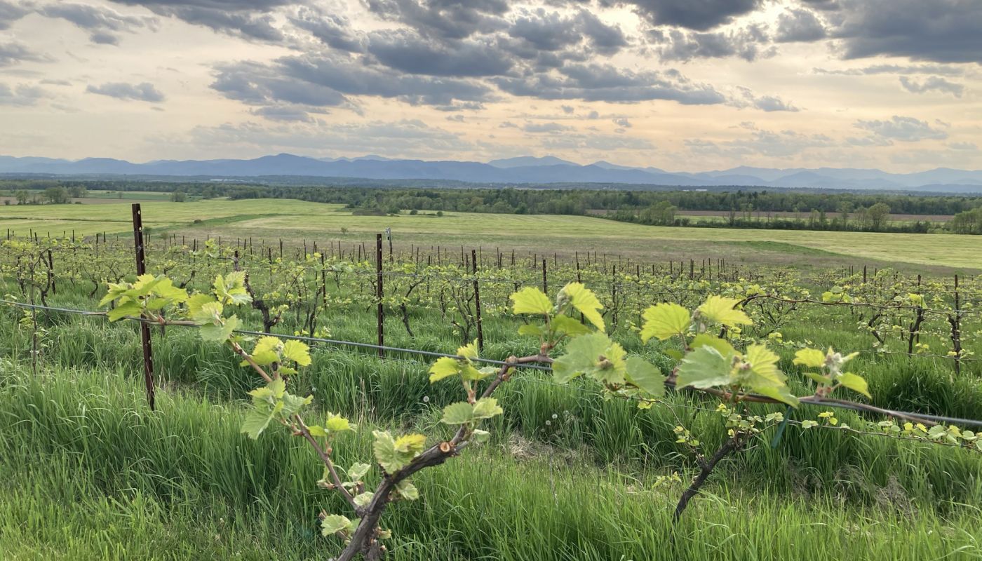La Garagista vineyard Vermont