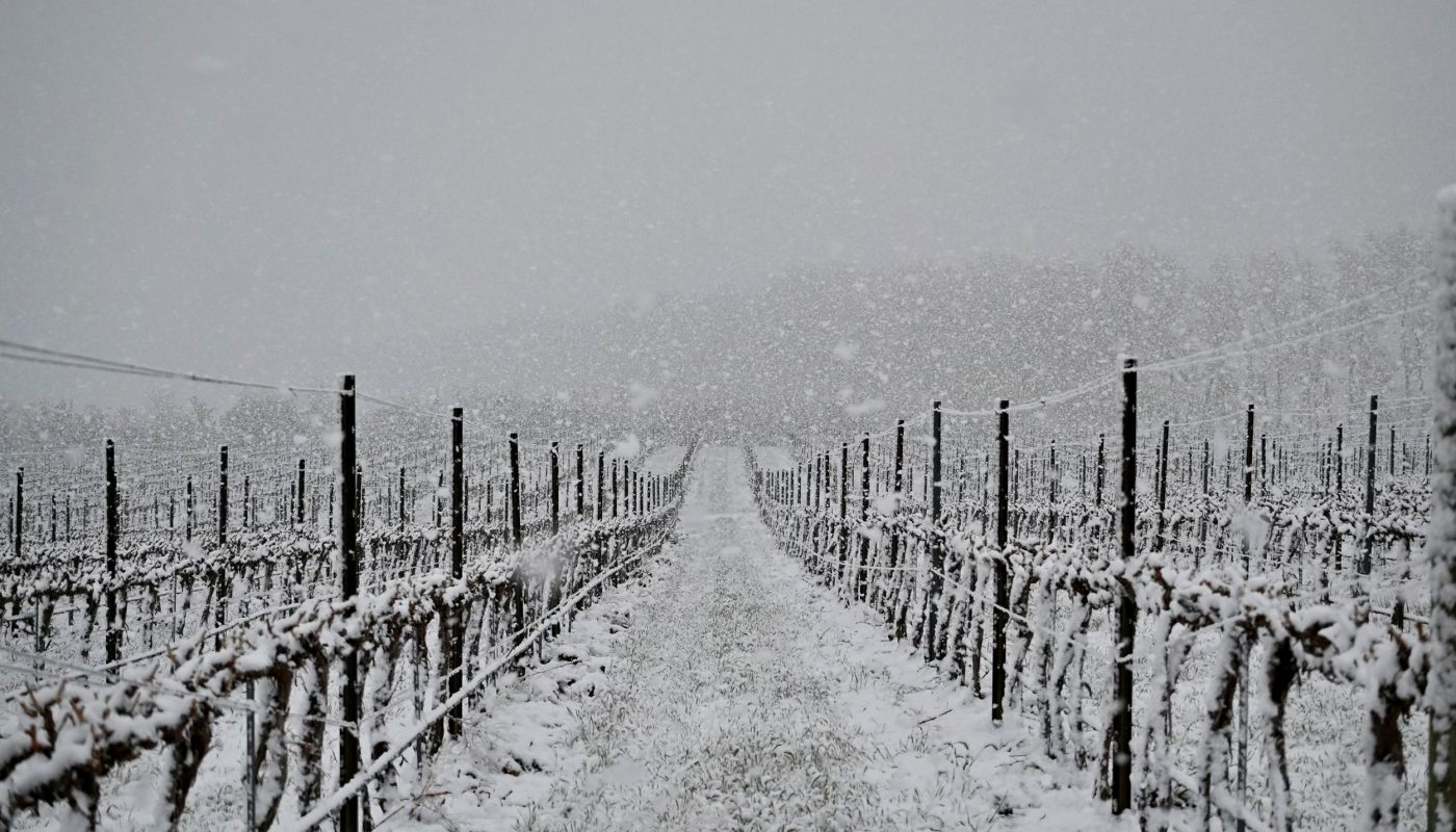 snowy vineyard scene, mid April 2022 in Washington