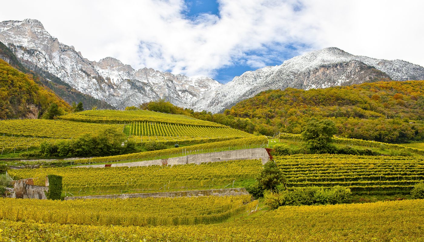 Cantina Tramin vineyards photographed by Florian Andergassen
