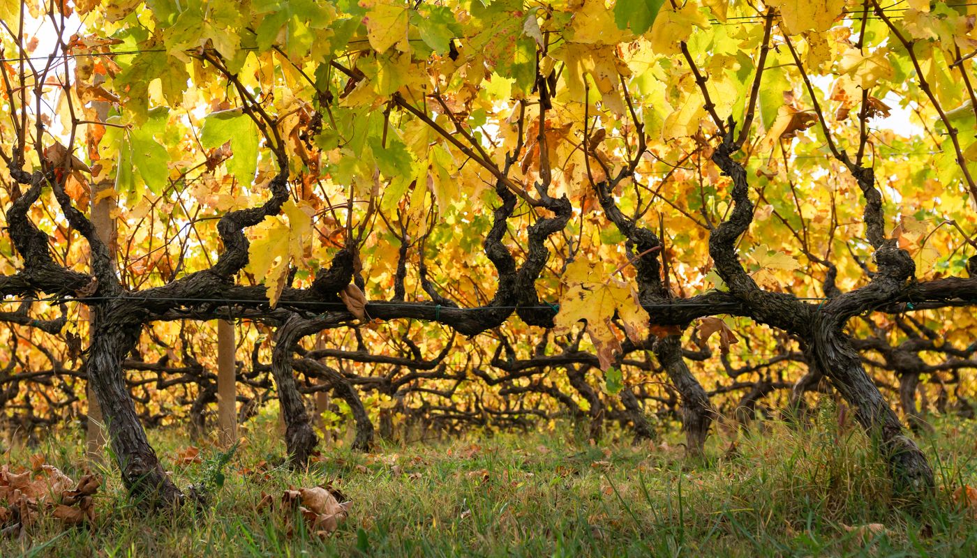 Vines at Alpha Estate in Amyndeon, north-west Greece