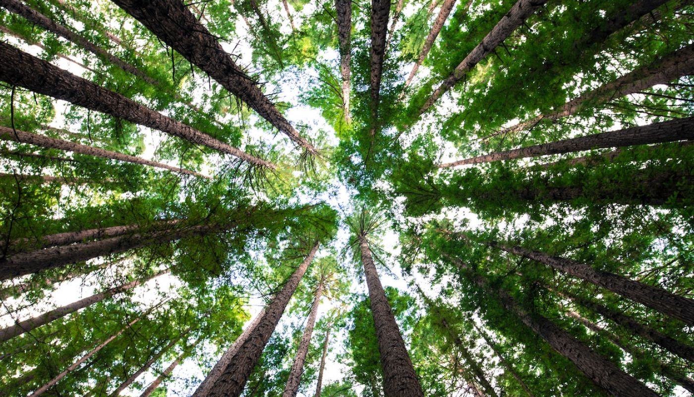 Trees