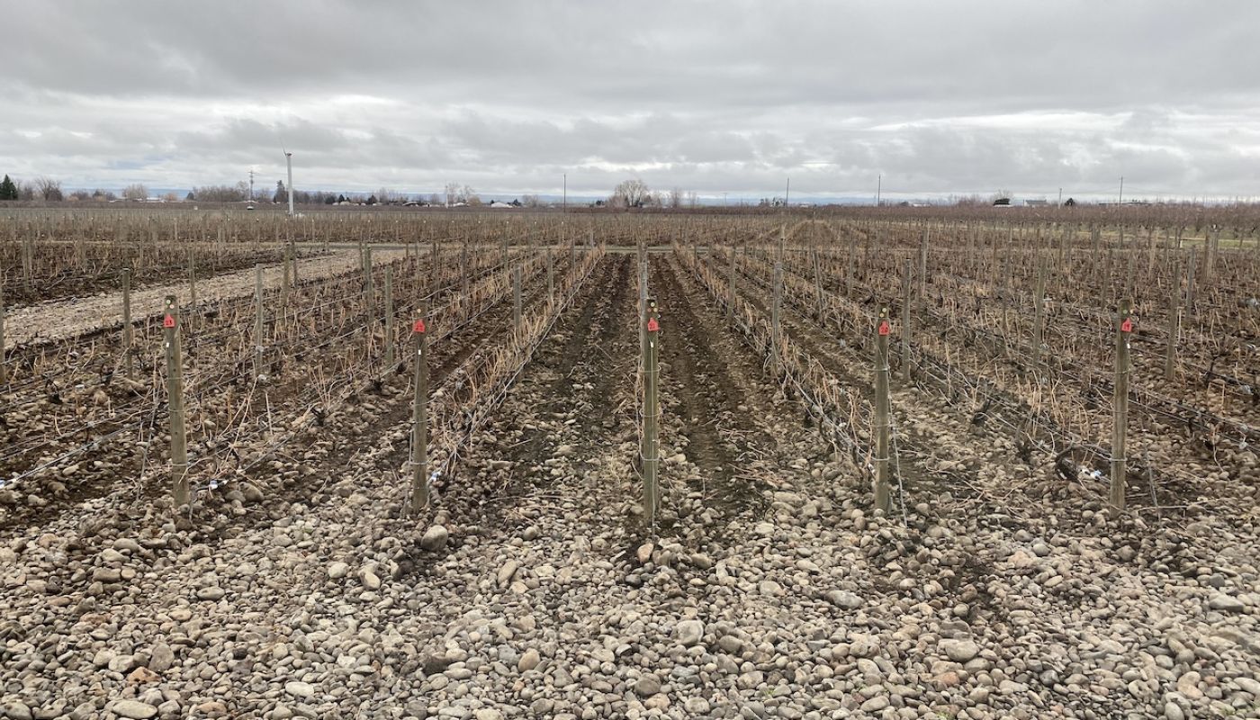Typical vineyard in The Rocks AVA
