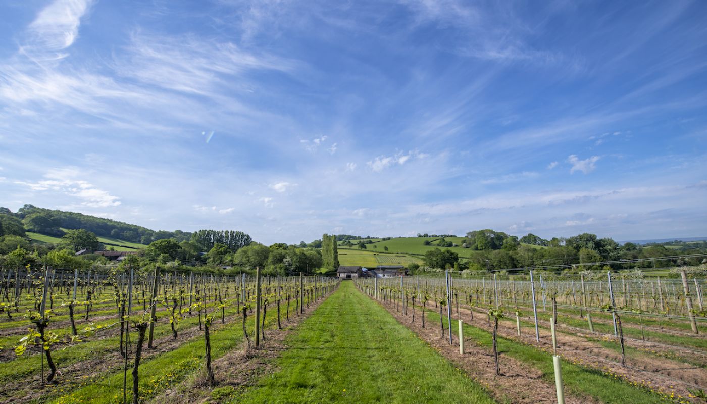 White Castle vineyards in Wales