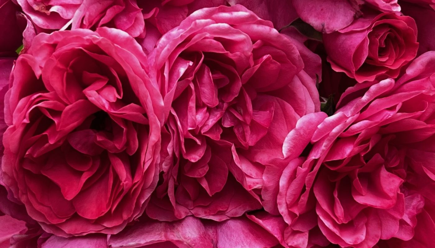 Tam's roses