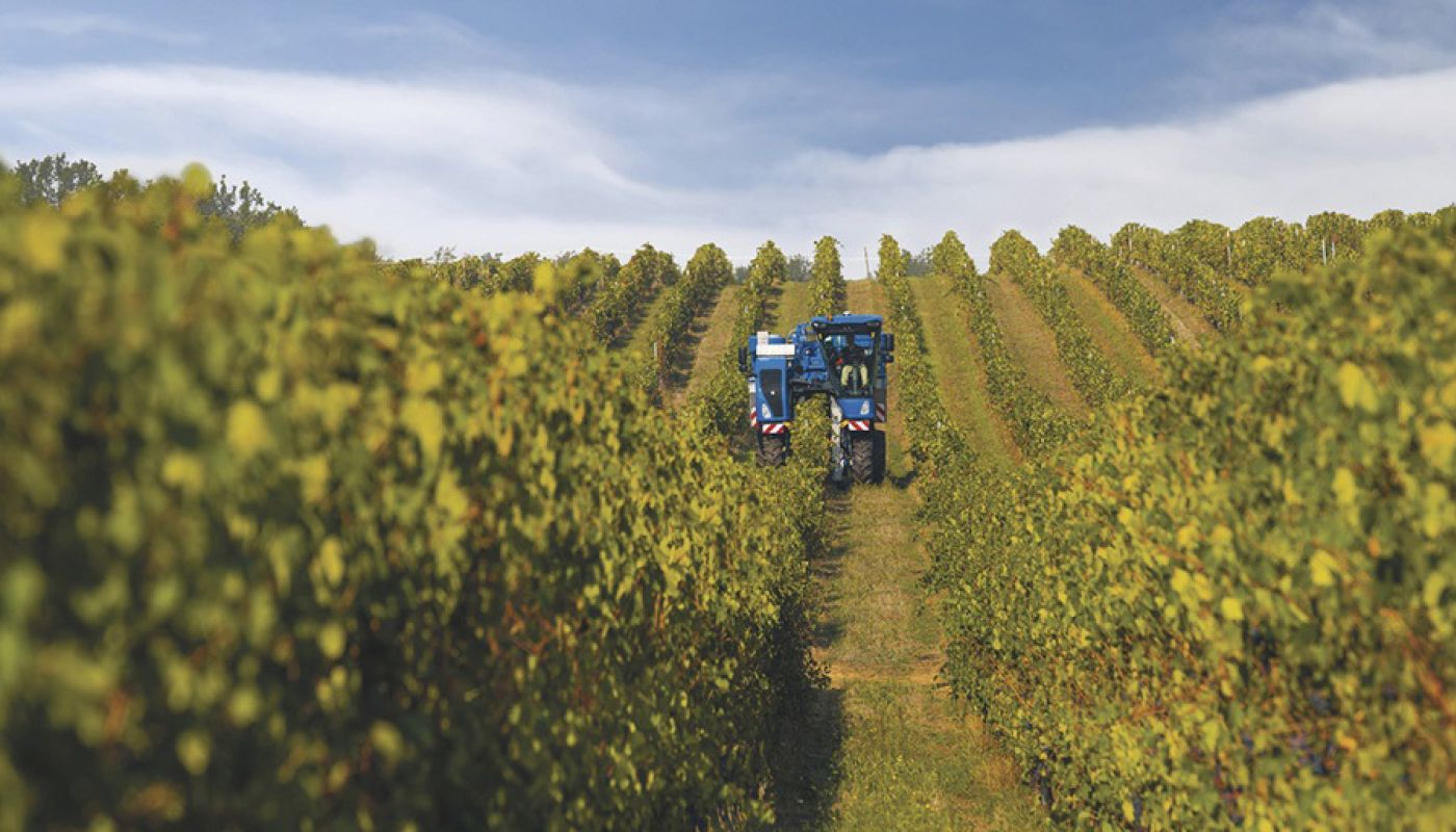 harvesting grapes by machine