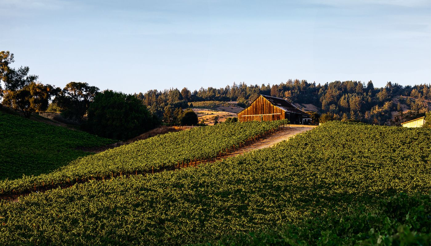 Maggy Hawk Vineyard