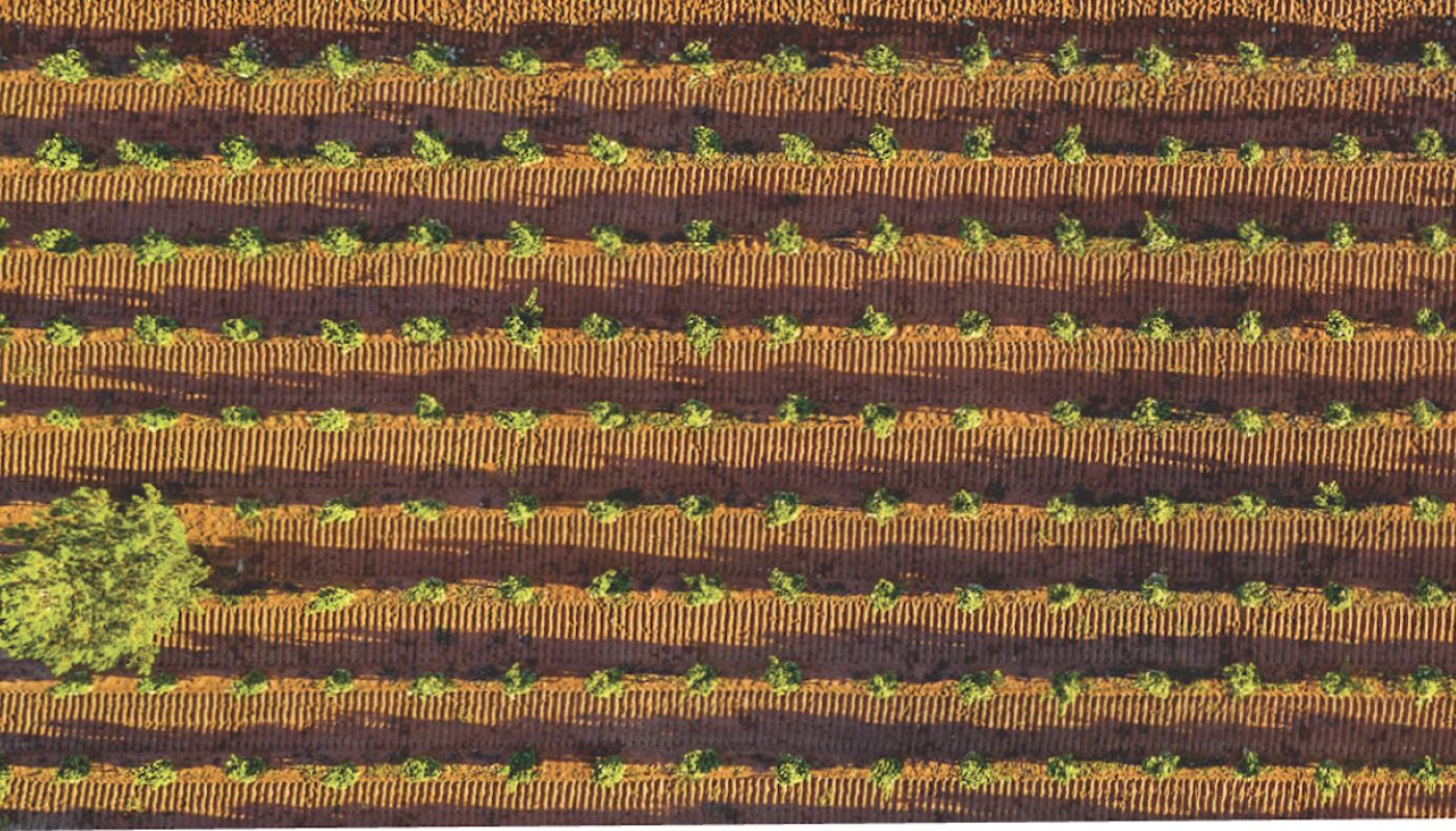 Birds eye view of Chalmers bushvines
