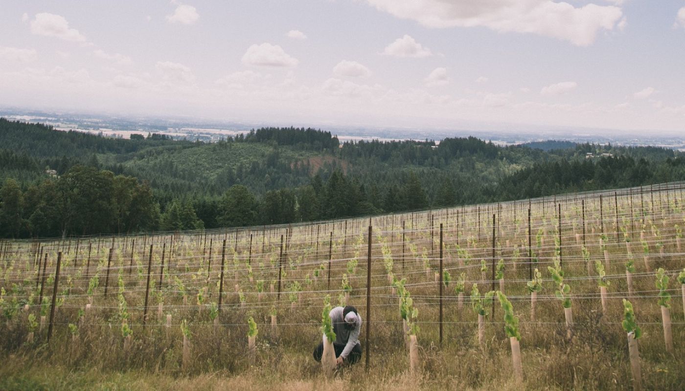 WWC22 Hawkins Nieu Vineyard