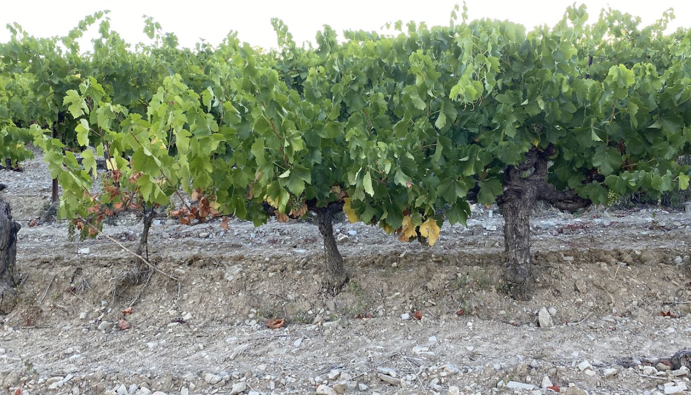 Kate McKinlay Dom de Mourchon three vines of different ages in the heatwave