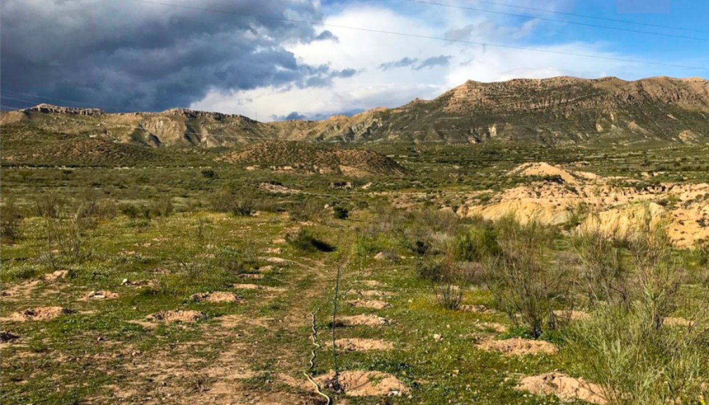 Leary – Retama Desert recently planted vines