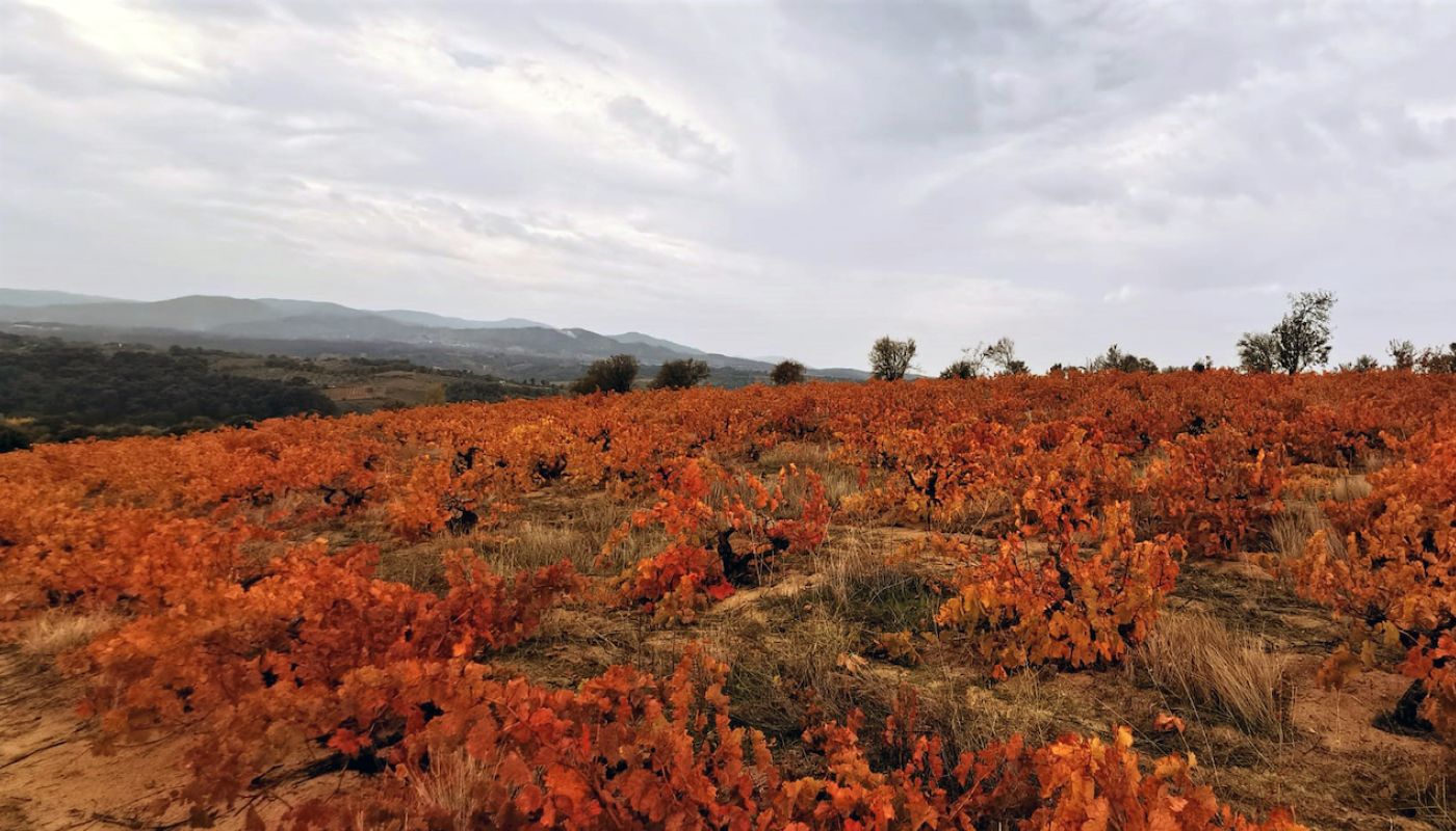 Yaban Kolektif's vineyard in Bayramic near Canakklale by Dodo Bitecik