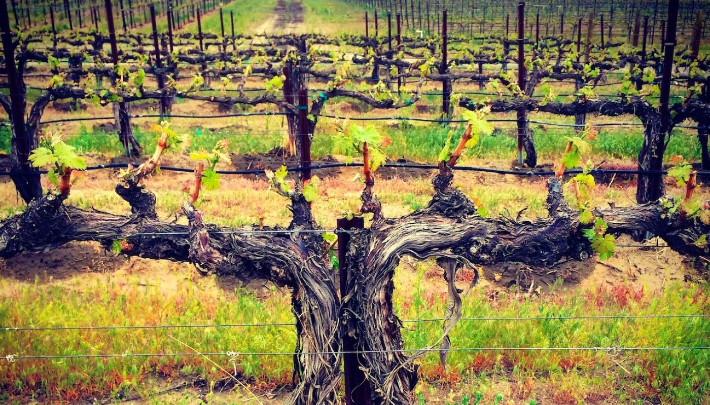 Sleight of Hand Cellars, French Creek Vineyard
