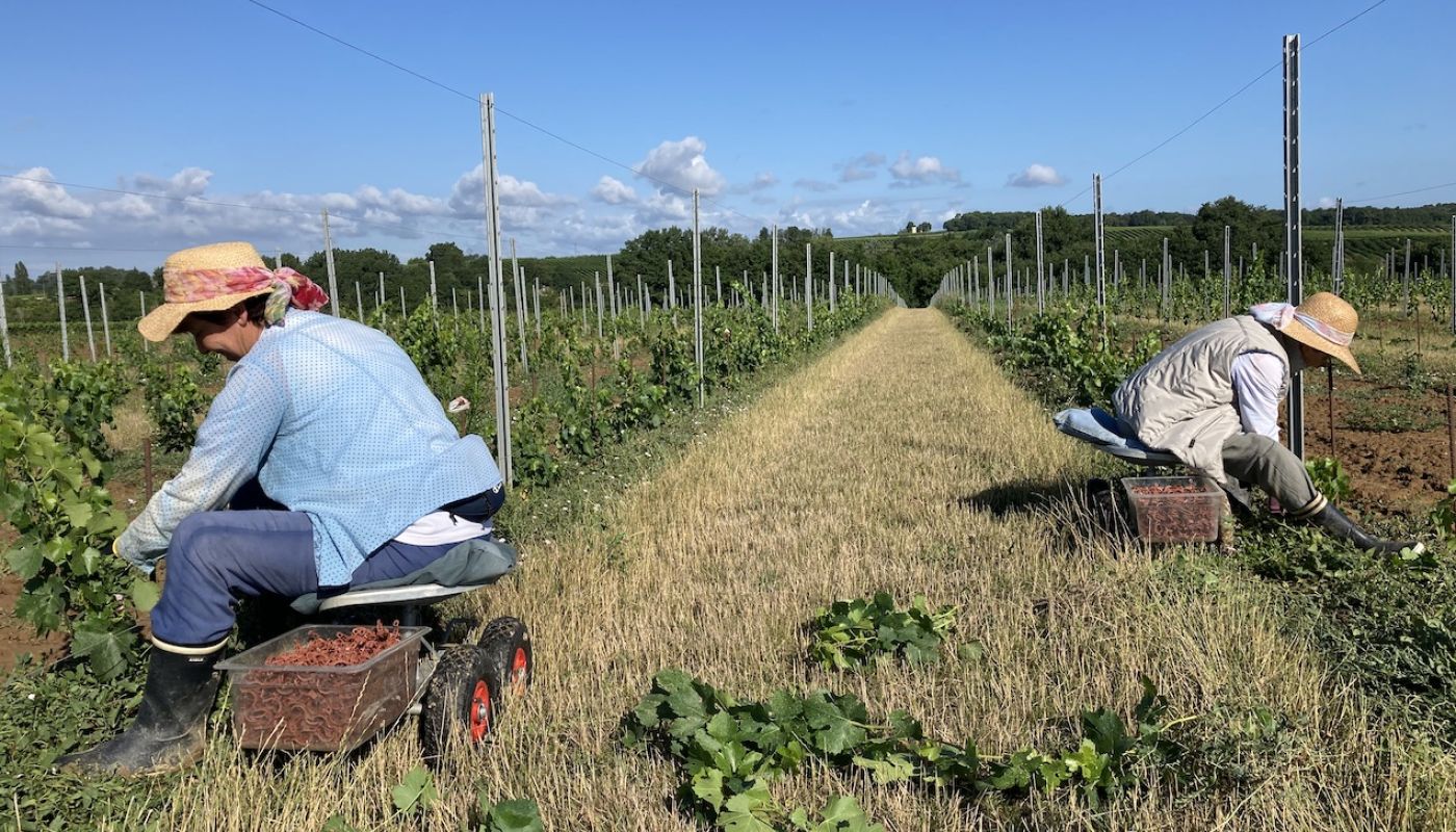 training young Marselan vines in Entre Deux Mers