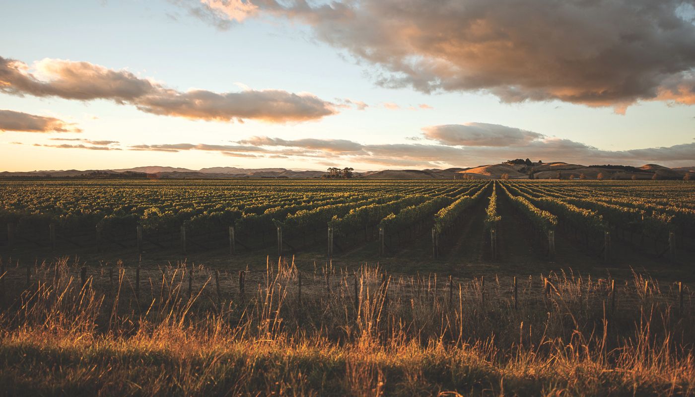 Villa Maria Keltern vineyard