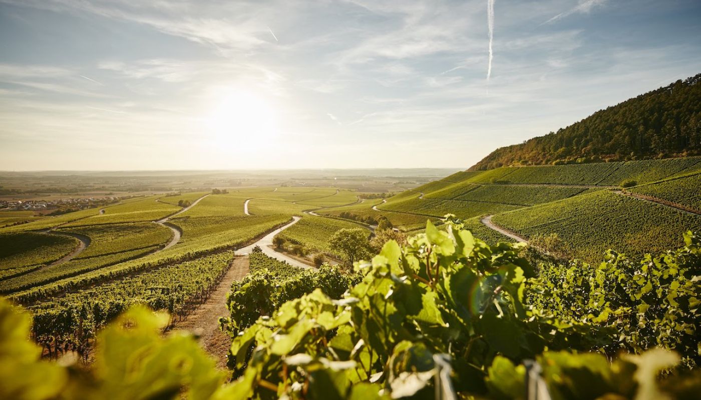 Wirsching Julius-Echter-Berg vineyard by Volker Schrank 2022.jpg