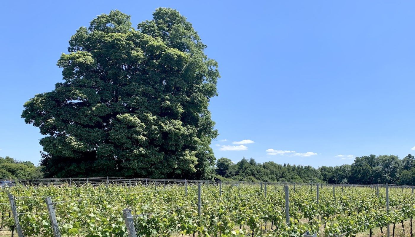 WWC22 Clark - Wyfold Vineyard lime tree