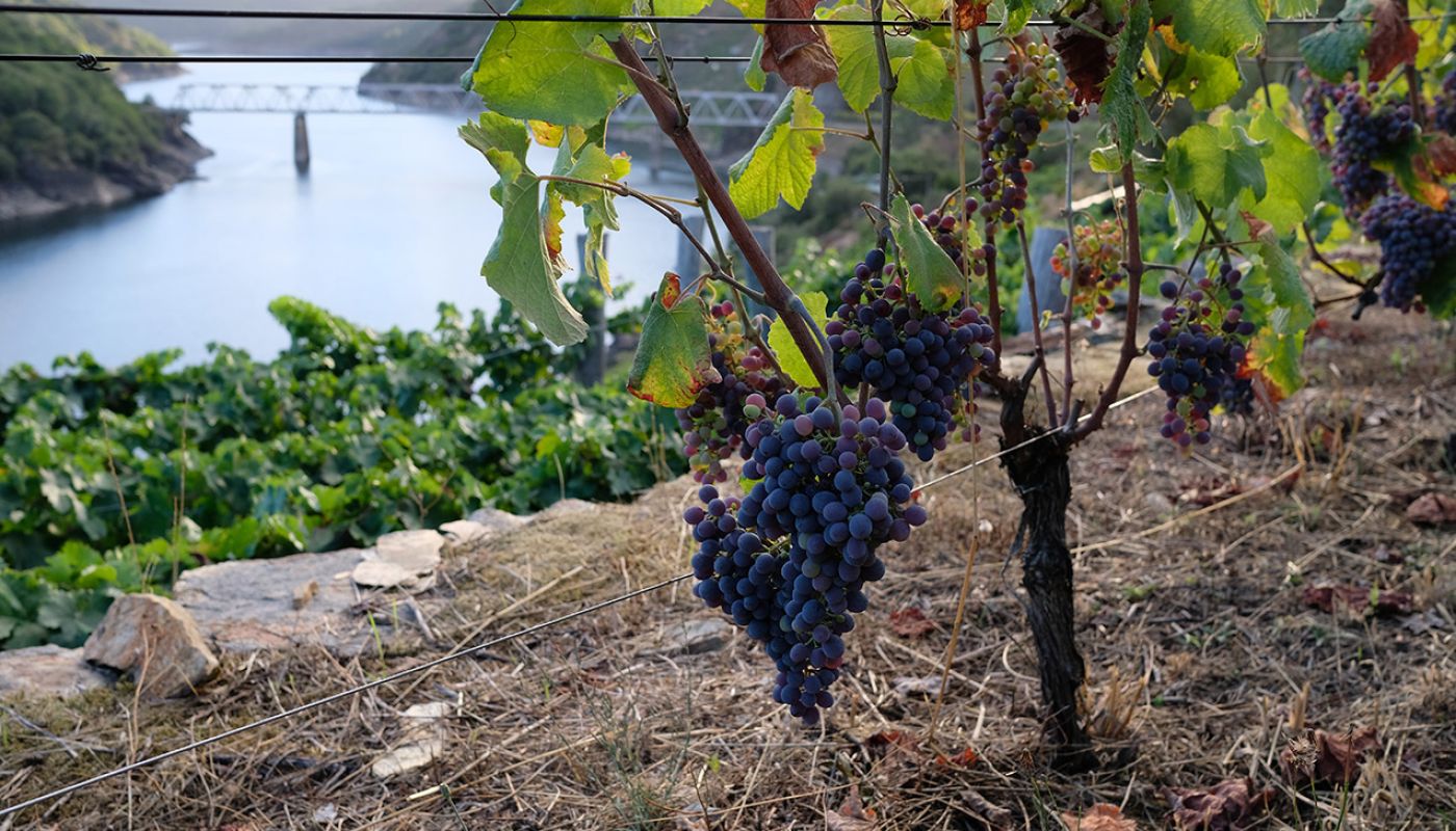 Vineyard within Enonatur project in Chantada, Ribeira Sacra