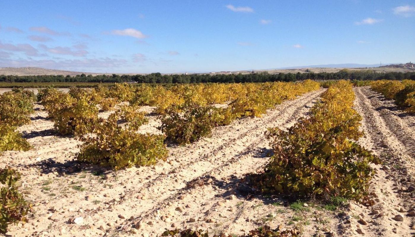 Zone 2 vineyard in Nieva, Rueda