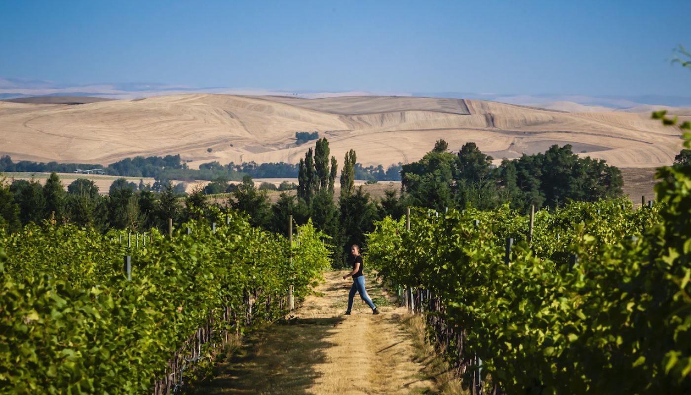 Person walks through vineyards in walla walla