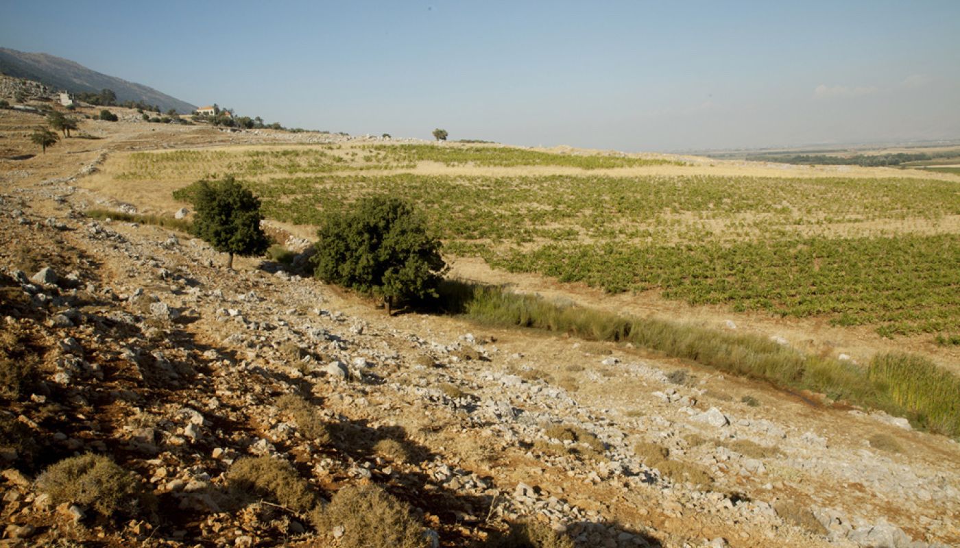 Dom des Tourelles - old vineyards in the Bekaa Valley
