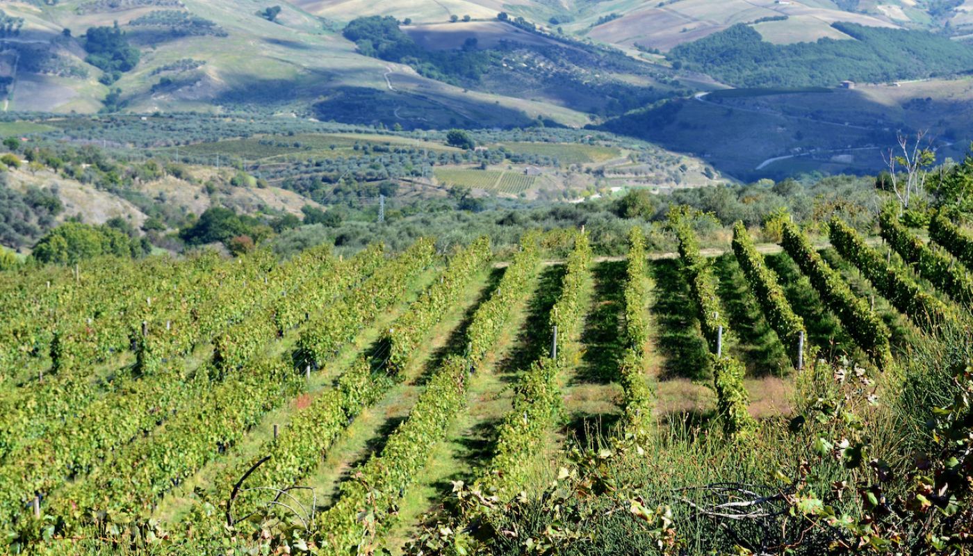 Elena Fucci vineyards