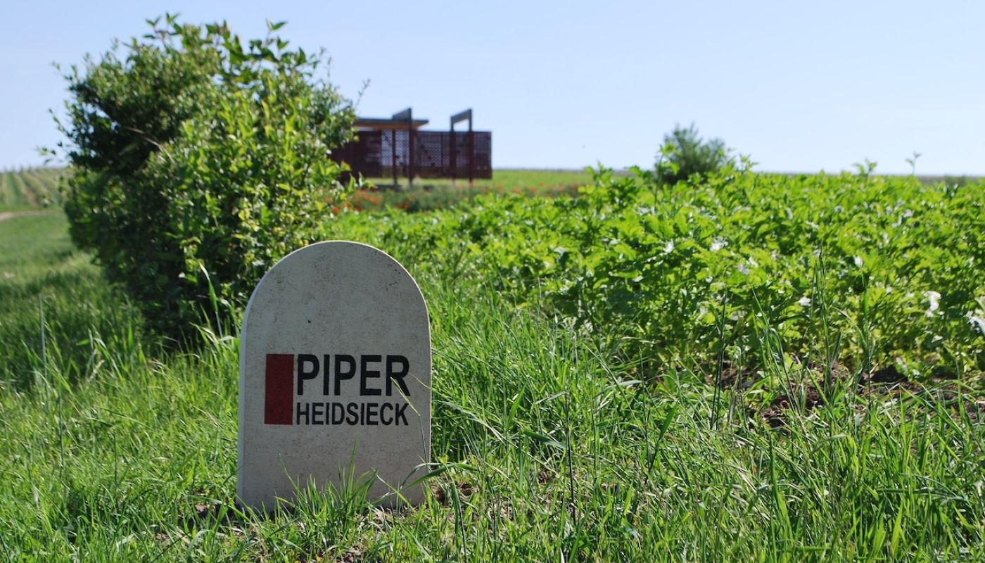 Piper-Heidsieck vineyard in Verneuil
