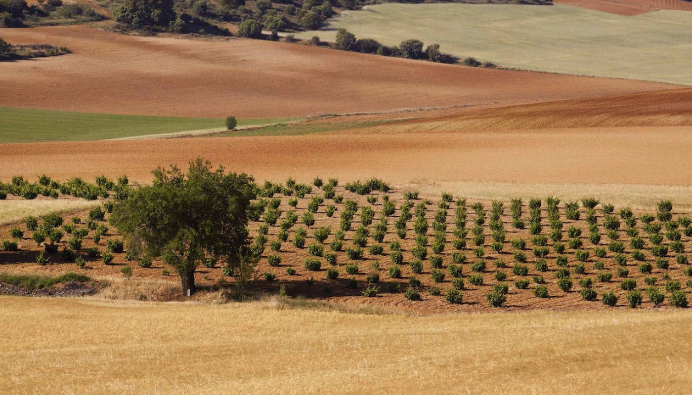 One of the isolated, old Toro vineyards owned by Numanthia
