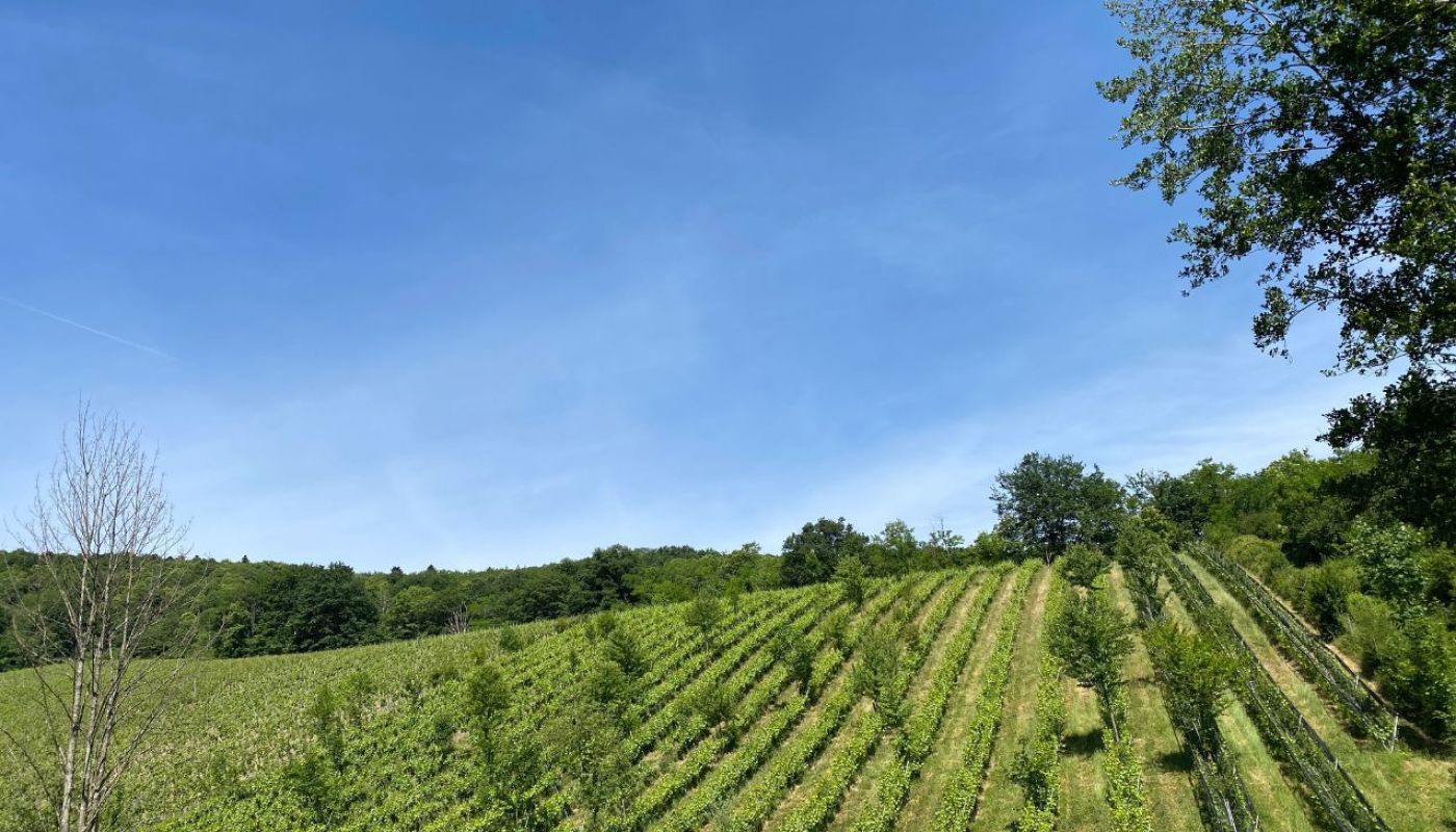 Trees in the Vineyard at Domaine Durrmann