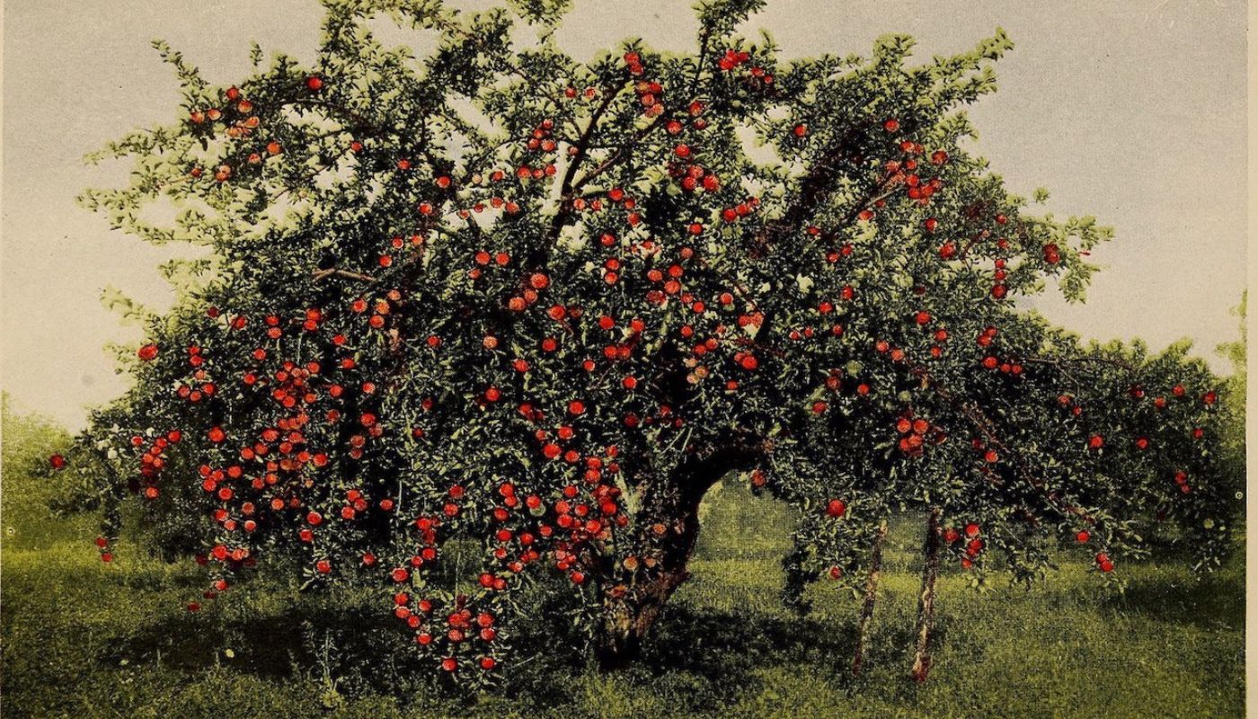 Apple tree