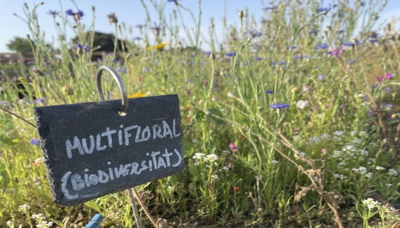 Wildflowers at mas la plana