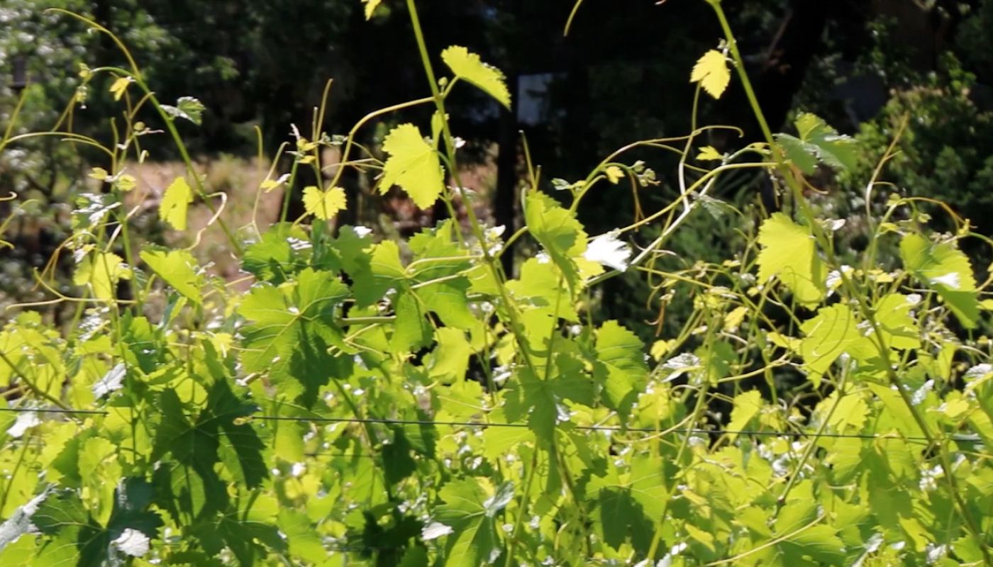 Healthy Vines