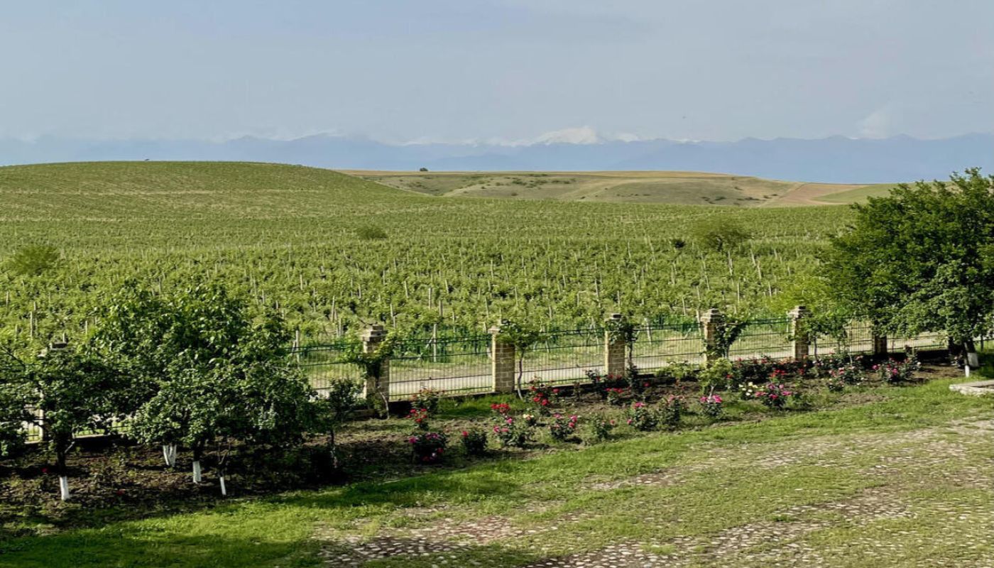 Chabiant Vineyards