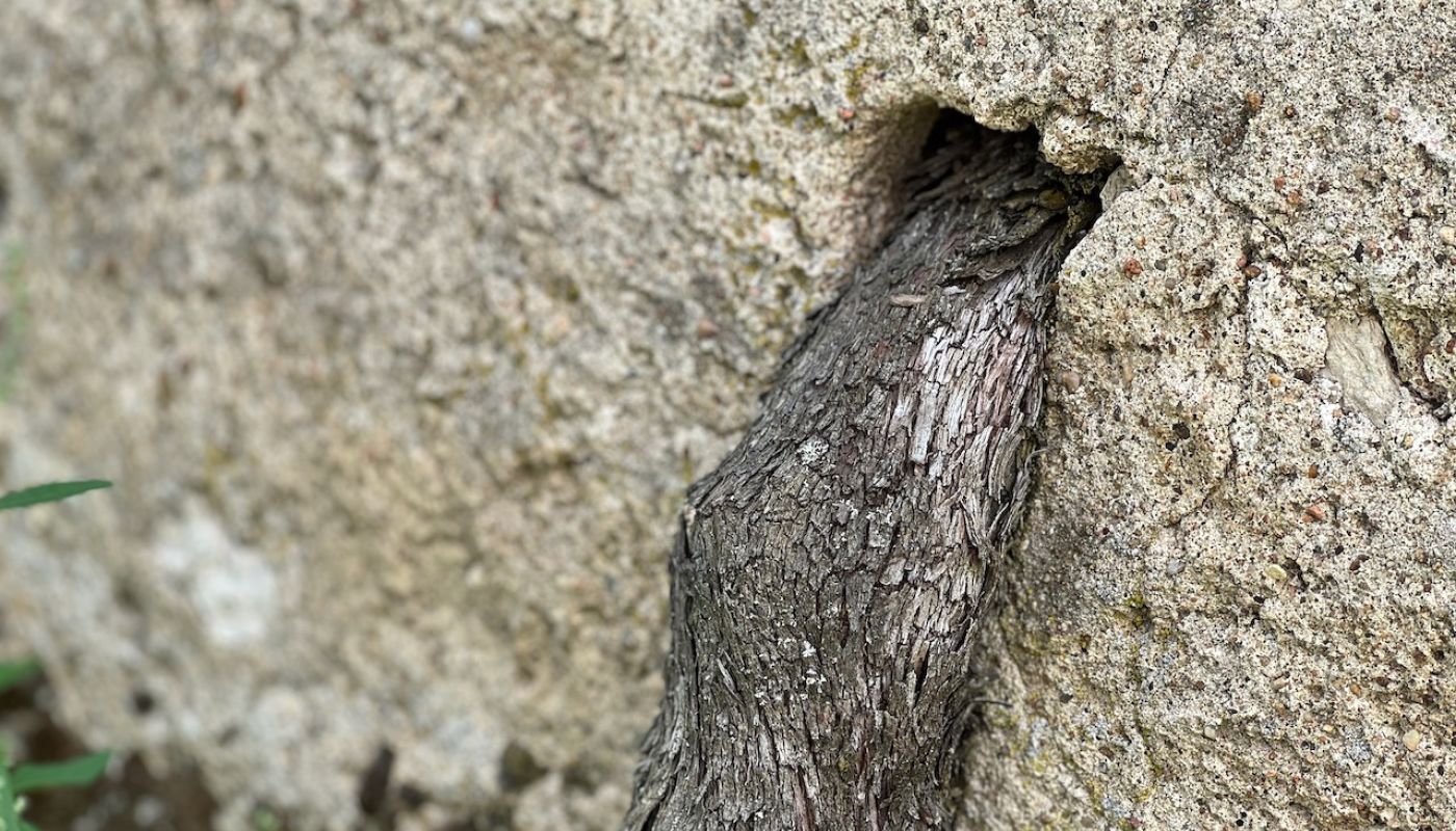 Vine growing through the wall in Clos Cristal Saumur
