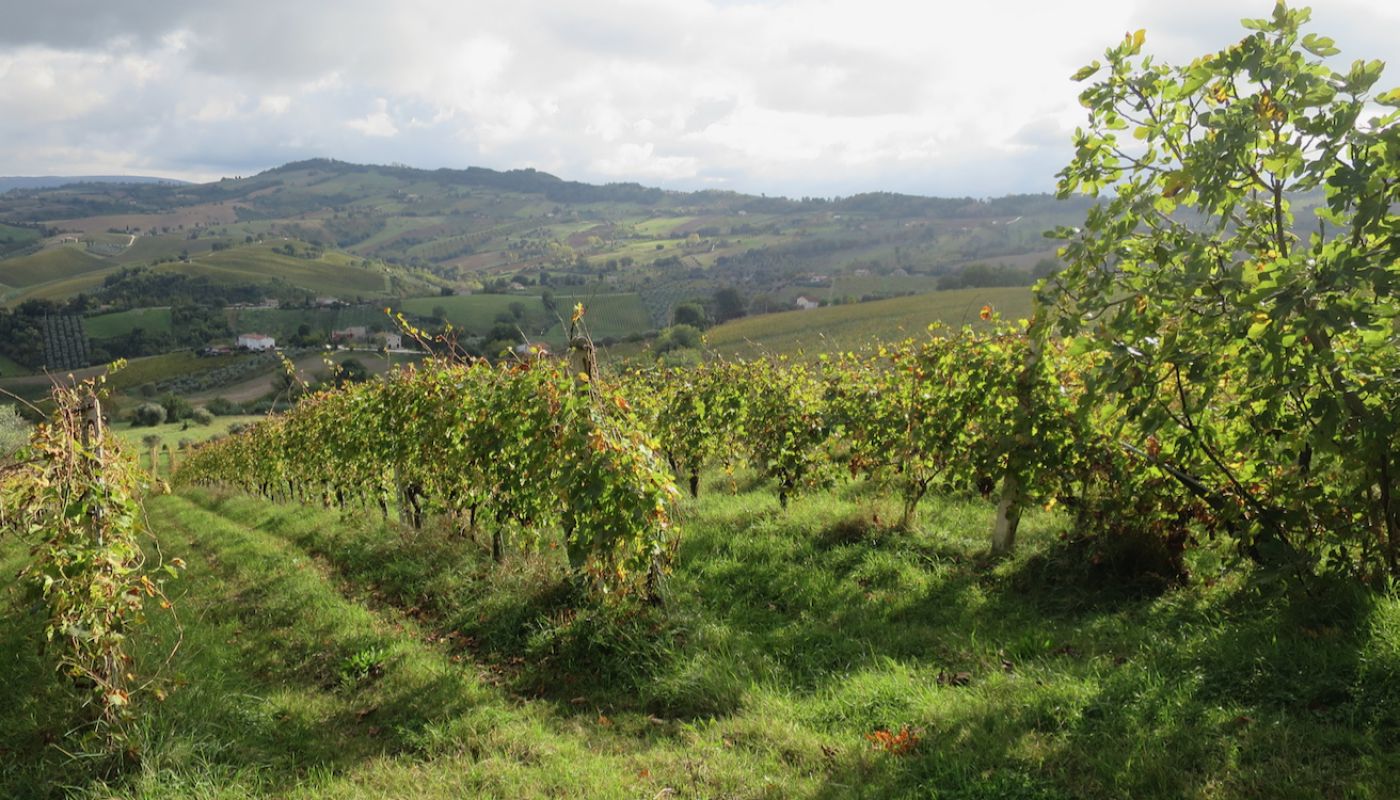 La Distesa vineyards in Cupramontana