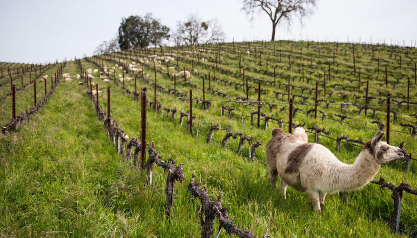 Llamas at Tablas Creek