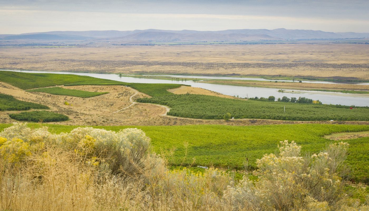 Sagemoor Vineyard in the White Bluffs AVA credit: Andrea Johnson Photography