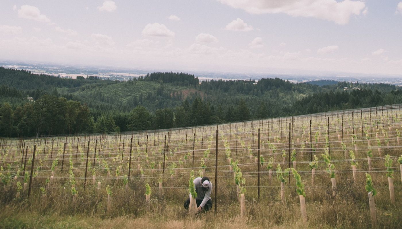 Tai-Ran Niew at Niew Vineyard