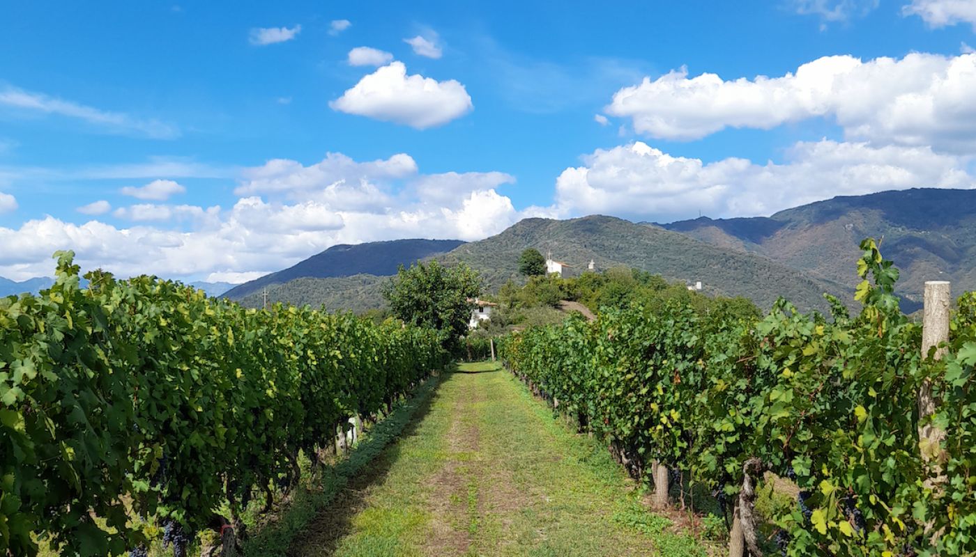 Zani Il Vigneto Storico c Ben Little