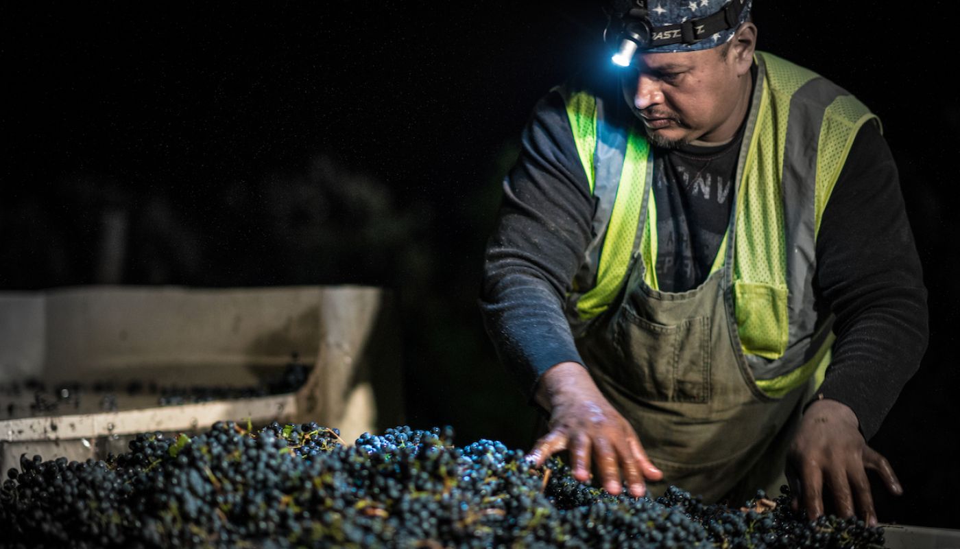2022 Napa harvest