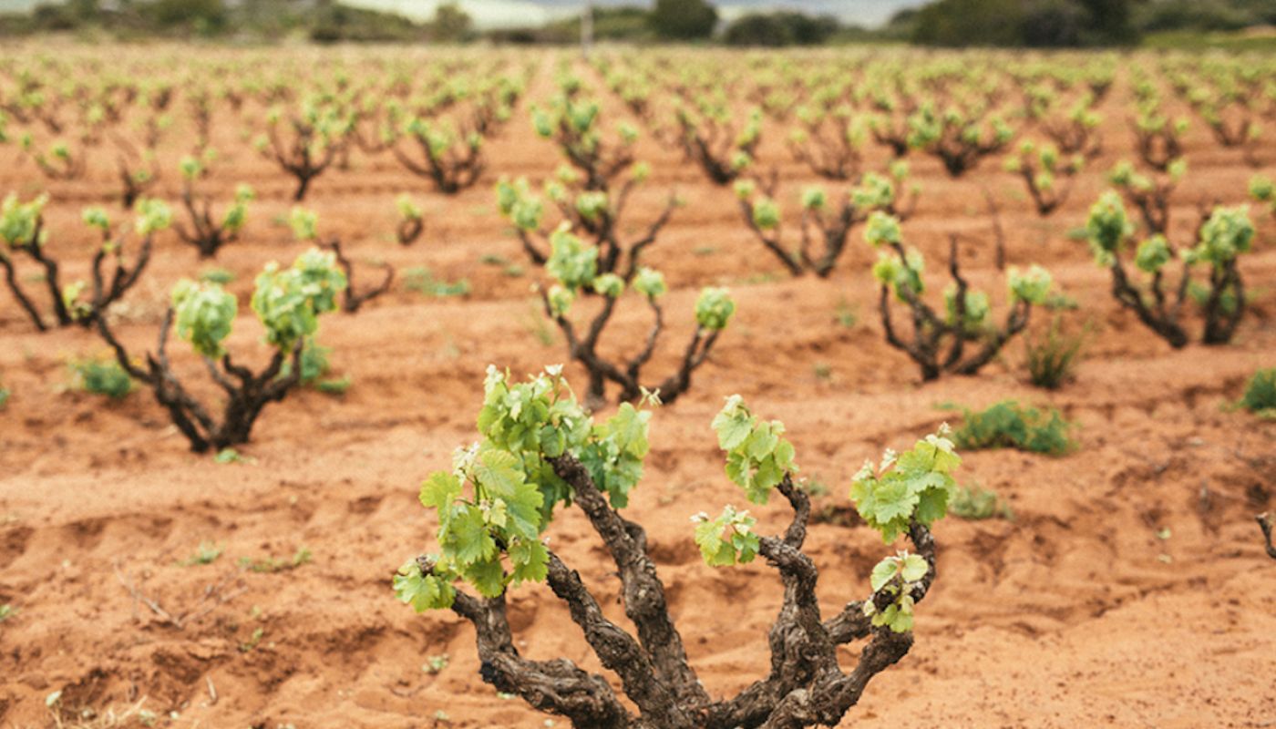Alheit vines