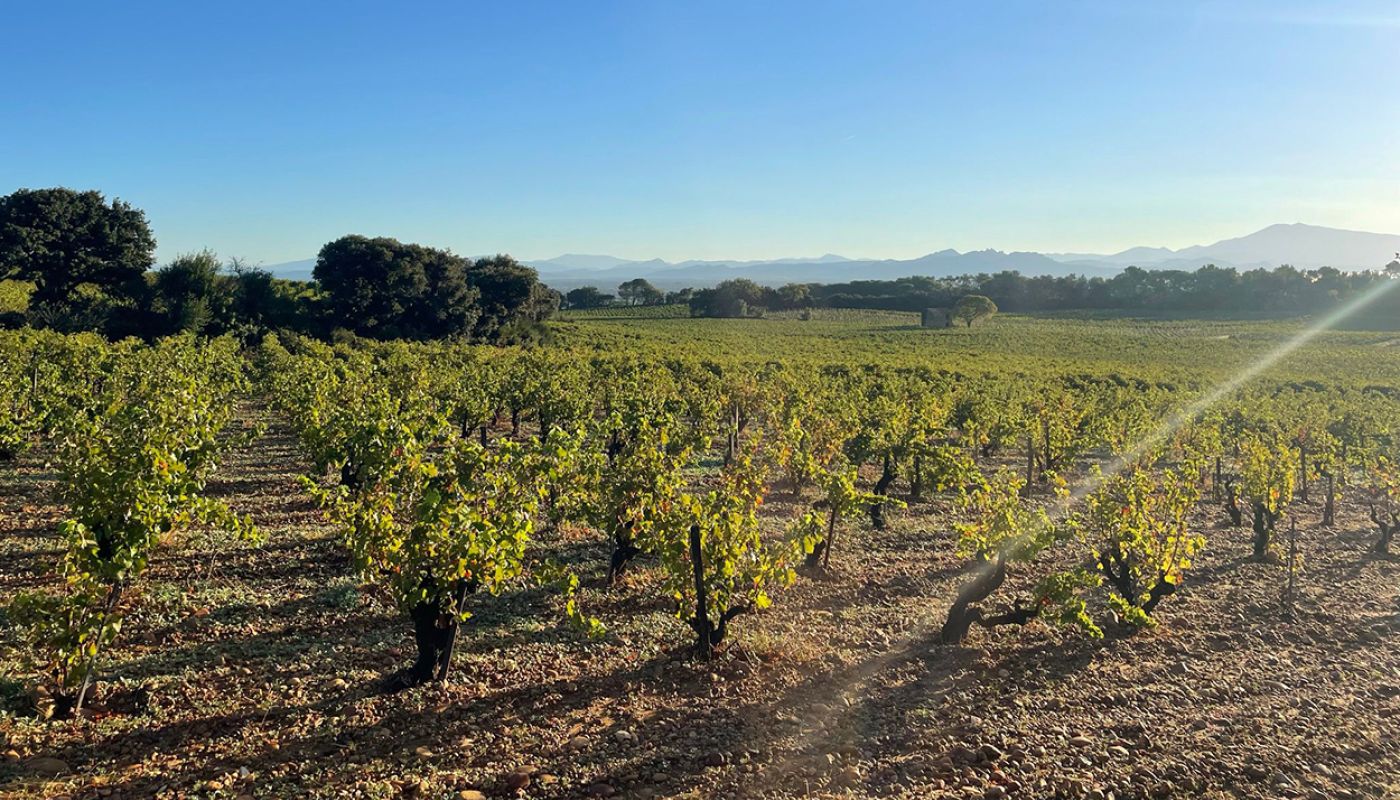 Chateauneuf vineyard