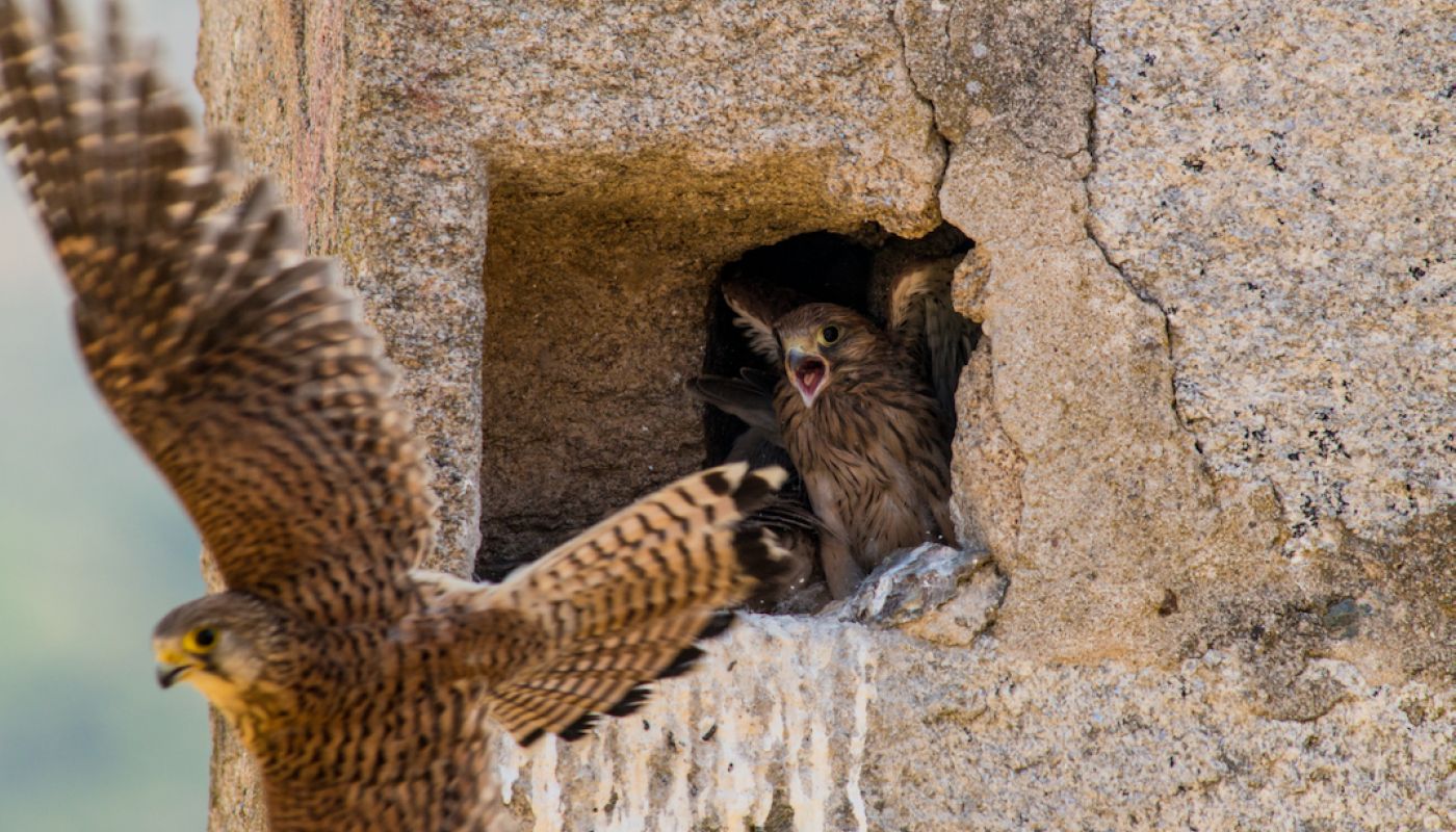 European Kestrel on Symington estate