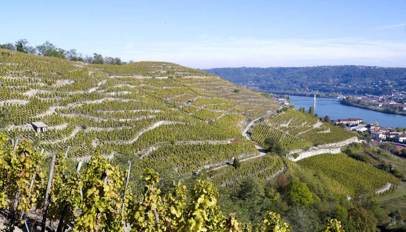 Condrieu vines, image from InterRhone